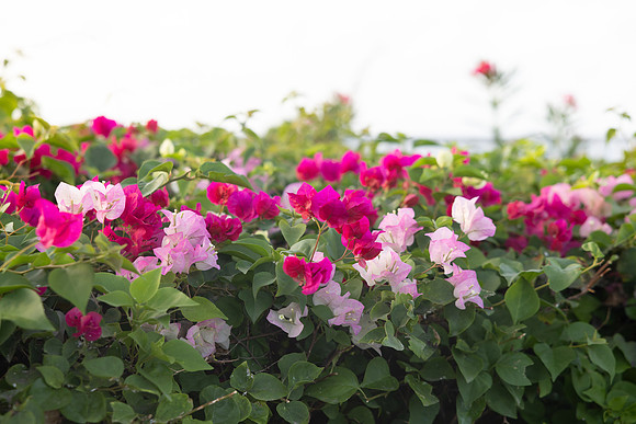 G&G_REYNOLDS-21